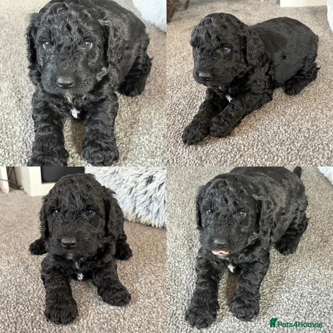 Cockapoo dogs for sale: 🐶Ready to leave this weekend!!Two boys left!!😍 - Advert 2