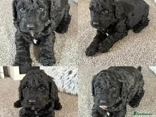 Cockapoo dogs 🐶Ready to leave this weekend!!Two boys left!!😍 - Advert 16
