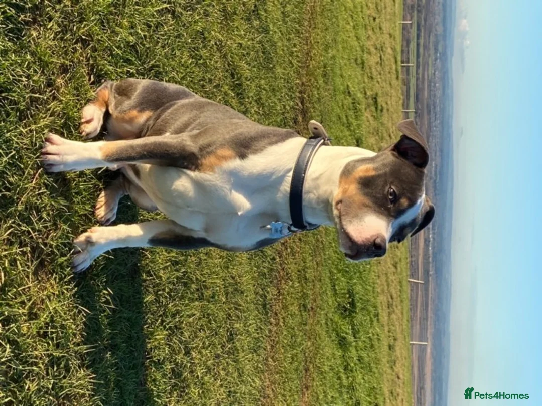 Staffordshire Bull Terrier dogs for stud: Tri Blue, PROVEN an the most beautiful temperament in Loughborough - Advert 16