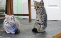 Mixed Breed cats for sale: Adorable Russian Blue Cross Persian Kitten - Image 4