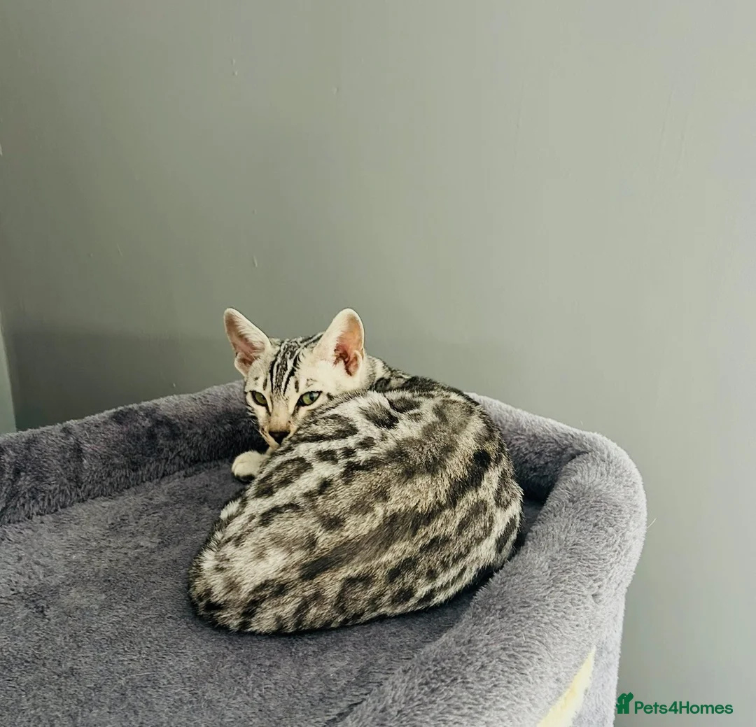 Bengal cats for sale: Pure Silver Female Bengal  in Loughborough - Advert 12