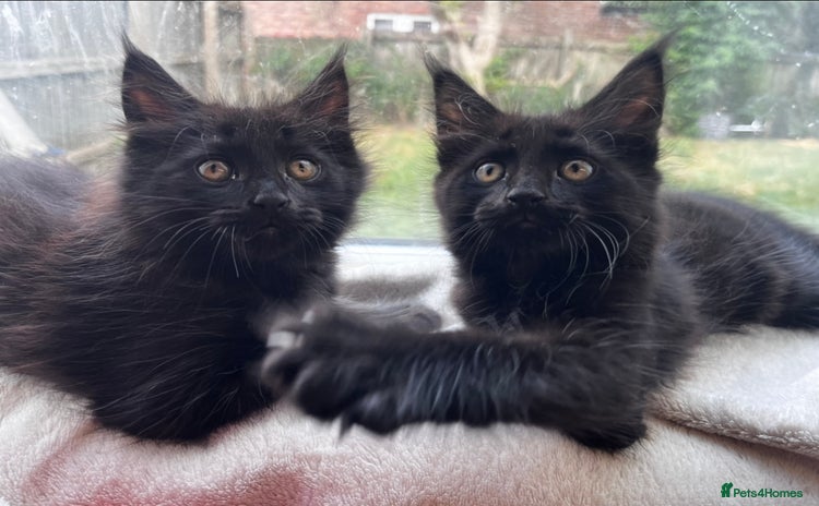 Maine Coon cats - Advert 12
