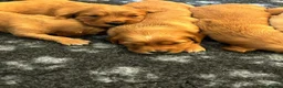 Golden Retriever dogs for sale: 🌟DNA clear, super dark, golden puppies 🌟 - Advert 9
