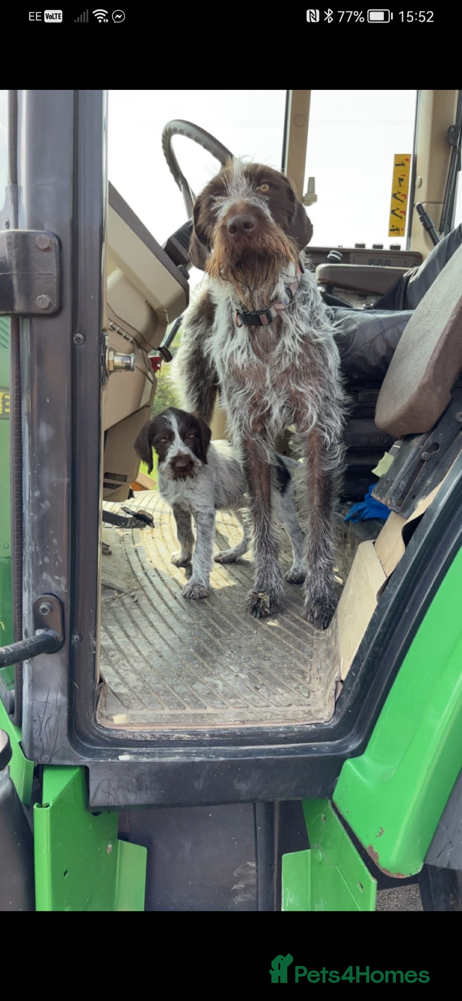 German Wirehaired Pointer dogs Ready now 1 x Kc german wirehaired pointers  - Advert 2
