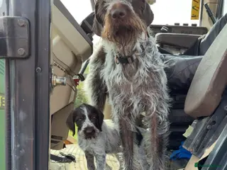 German Wirehaired Pointer dogs Ready now 1 x Kc german wirehaired pointers - Advert 3