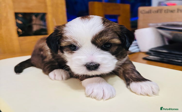 Tibetan Terrier dogs - Advert 1