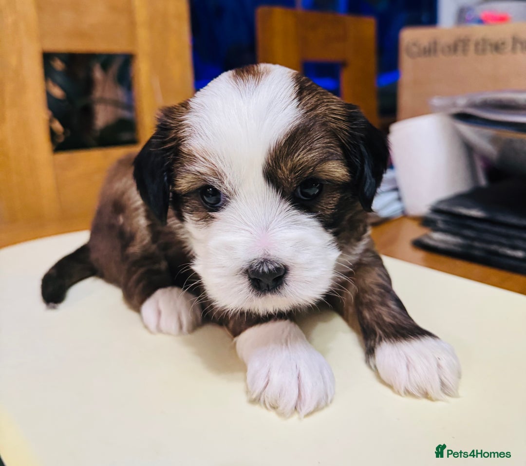 Tibetan Terrier dogs for sale: KC Reg, Fully Health Tested Tibetan Pups - Image 1