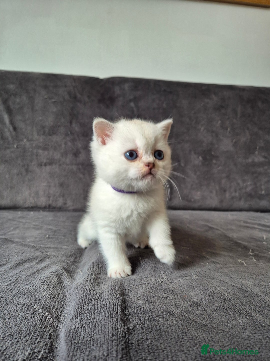 British Shorthair cats for sale: TICA Blue/gold/silver colourpoint - Image 26