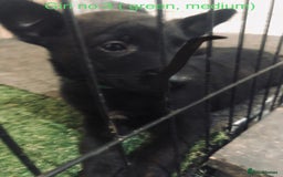 Belgian Shepherd Dog dogs for sale: Dutch shepherd/ Belgian malinois  - Image 10