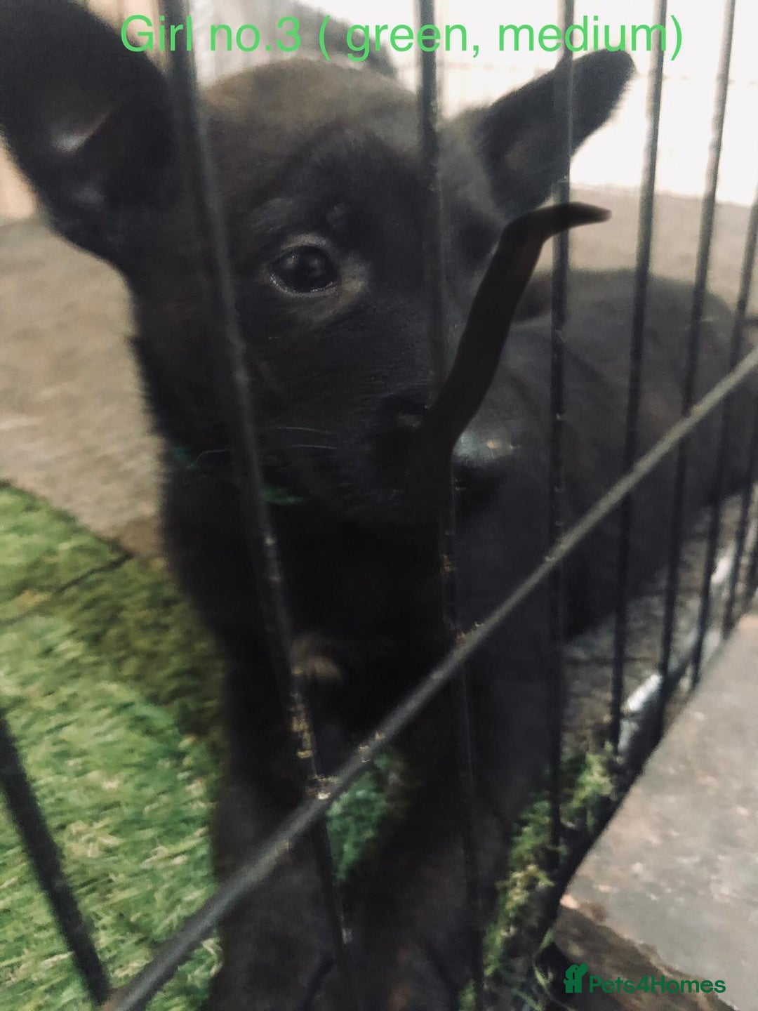 Belgian Shepherd Dog dogs for sale: Dutch shepherd/ Belgian malinois  - Image 10