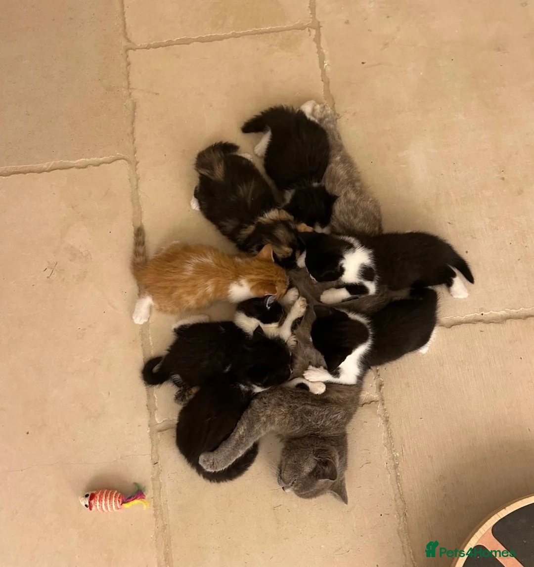 British Shorthair cats for sale: beautiful british shorthair and longhair kittens  - Advert 1