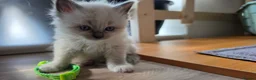 Ragdoll cats for sale: Gorgeous Ragdoll ready to leave 11 July - Advert 31