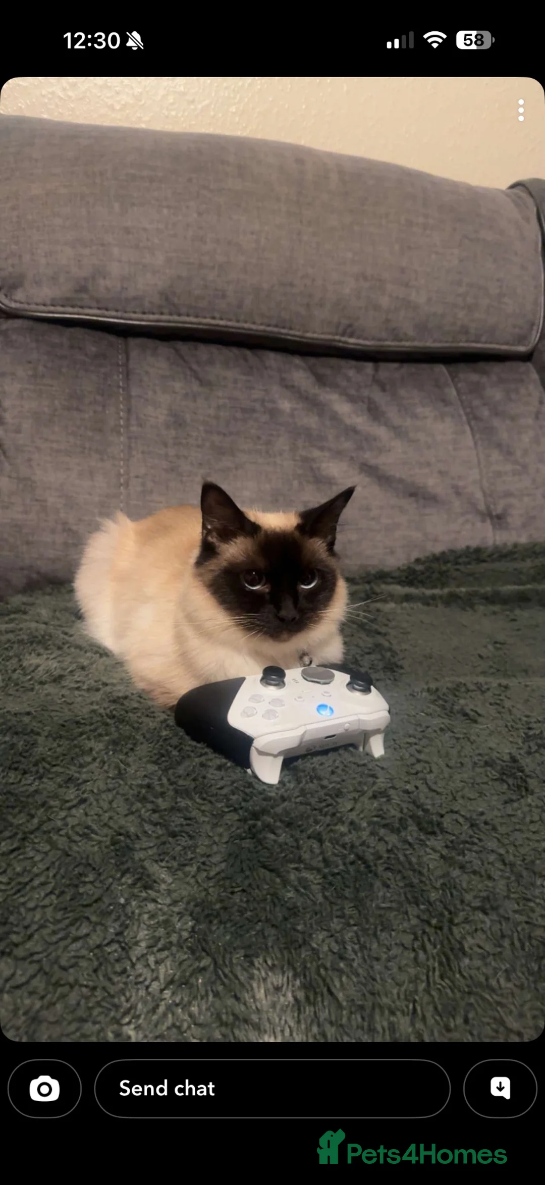 Ragdoll cats for sale: Tinker, Ragdoll - Advert 7
