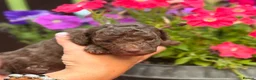 Cockapoo dogs for sale: Beautiful ToyF1BB - Advert 10