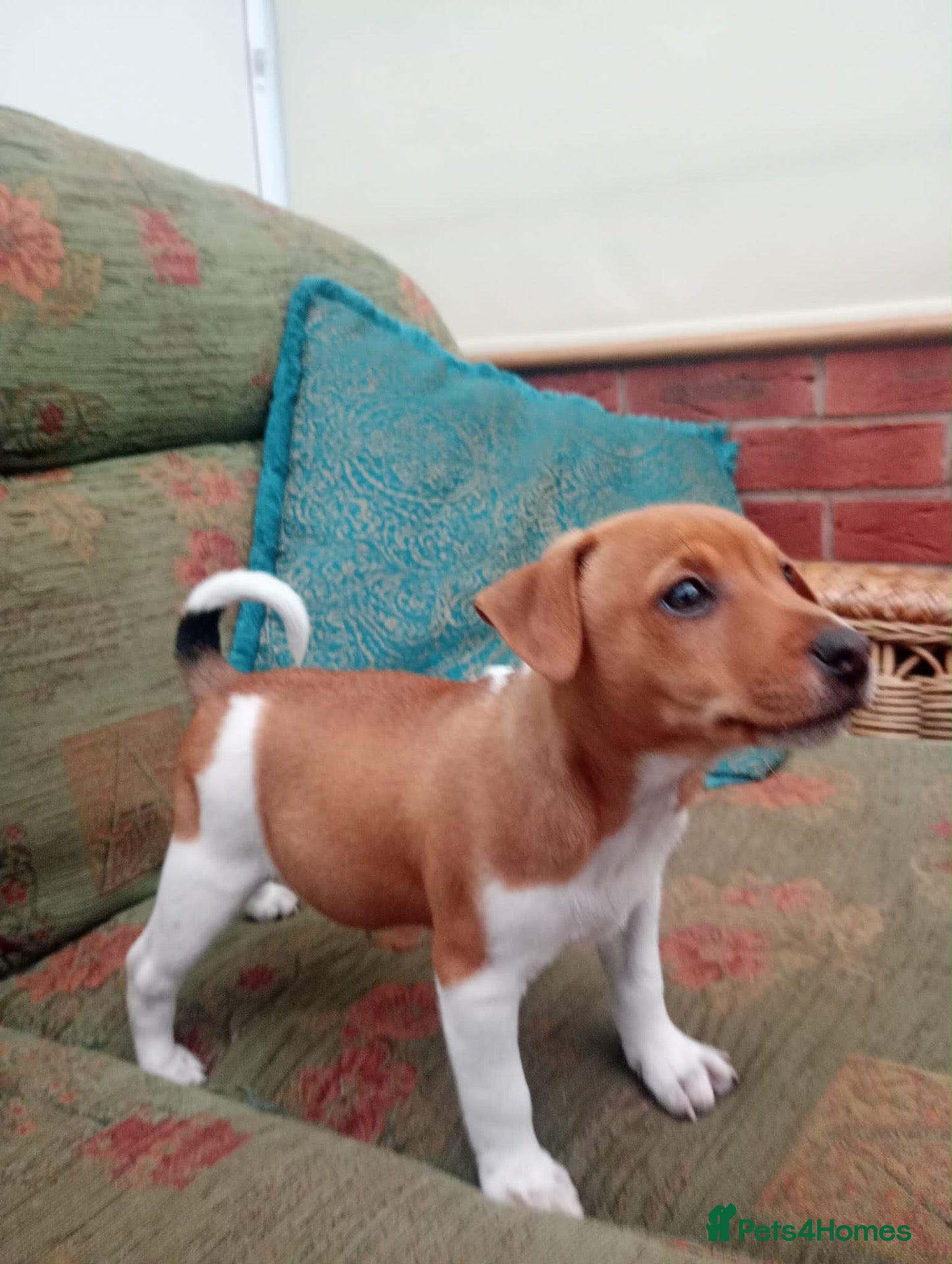 Jack Russell dogs Stunning jack Russell puppies  - Advert 1