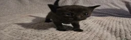 Mixed Breed cats for sale: 5 beautiful kittens  - Advert 10