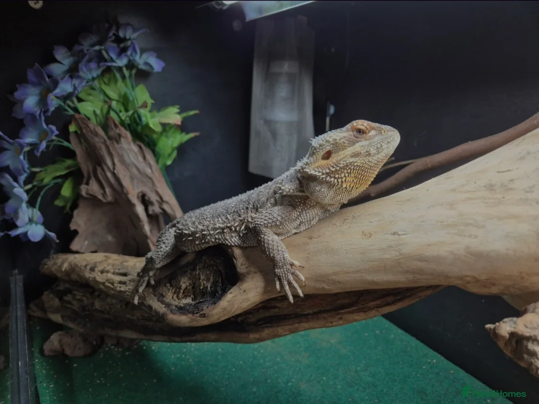 Bearded Dragon reptiles for sale: female bearded dragon - Advert 4