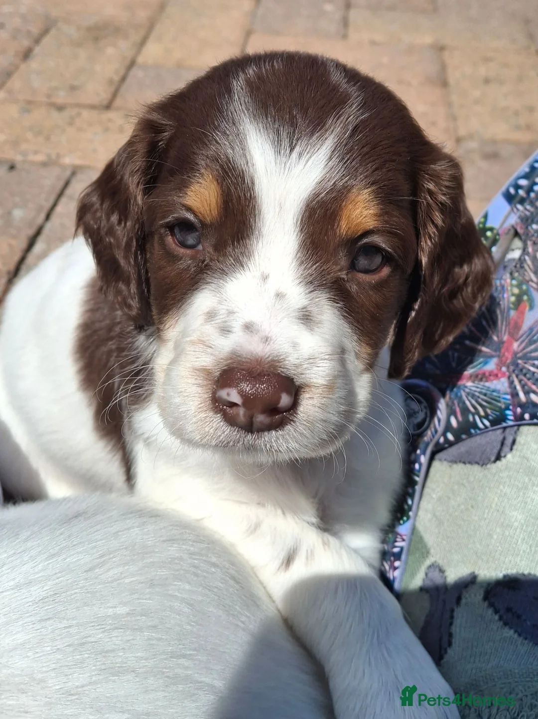 English Springer Spaniel dogs for sale: Tri colour English Springer spaniel - Advert 1