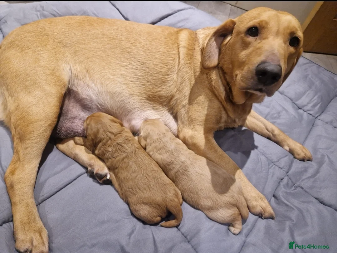 Labradoodle dogs for sale: Miniature labradoodle boys - Advert 2