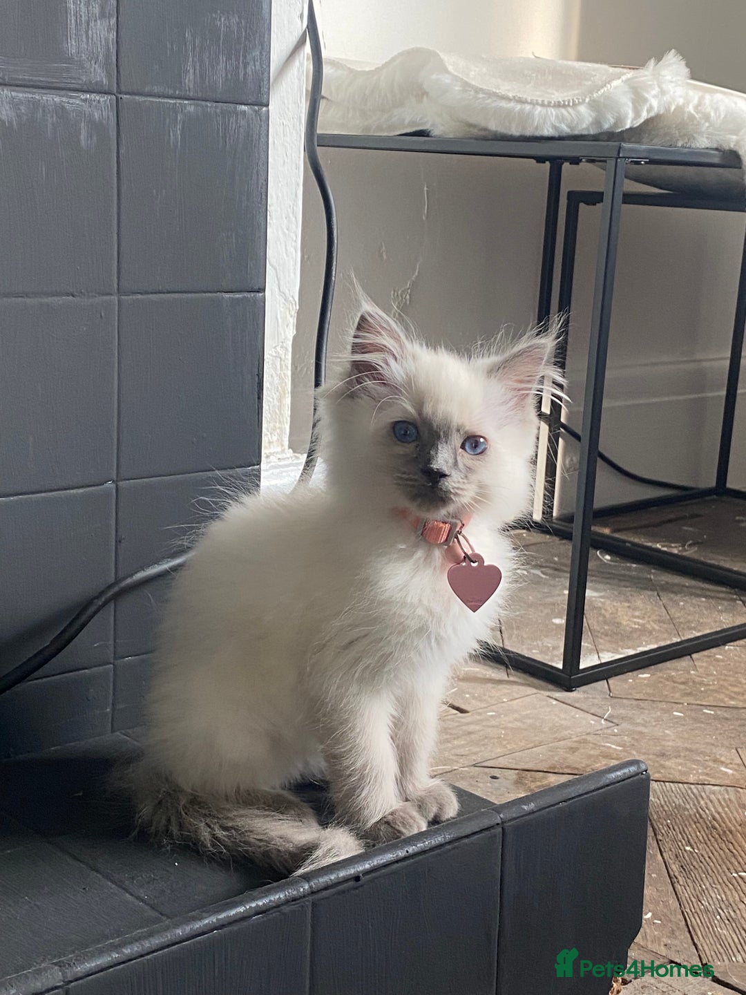 Ragdoll cats for sale: female ragdoll kitten  - Image 1