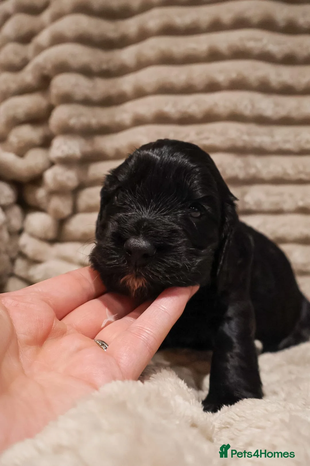 Cocker Spaniel dogs for sale: Cocker Spaniel Puppies - Advert 3