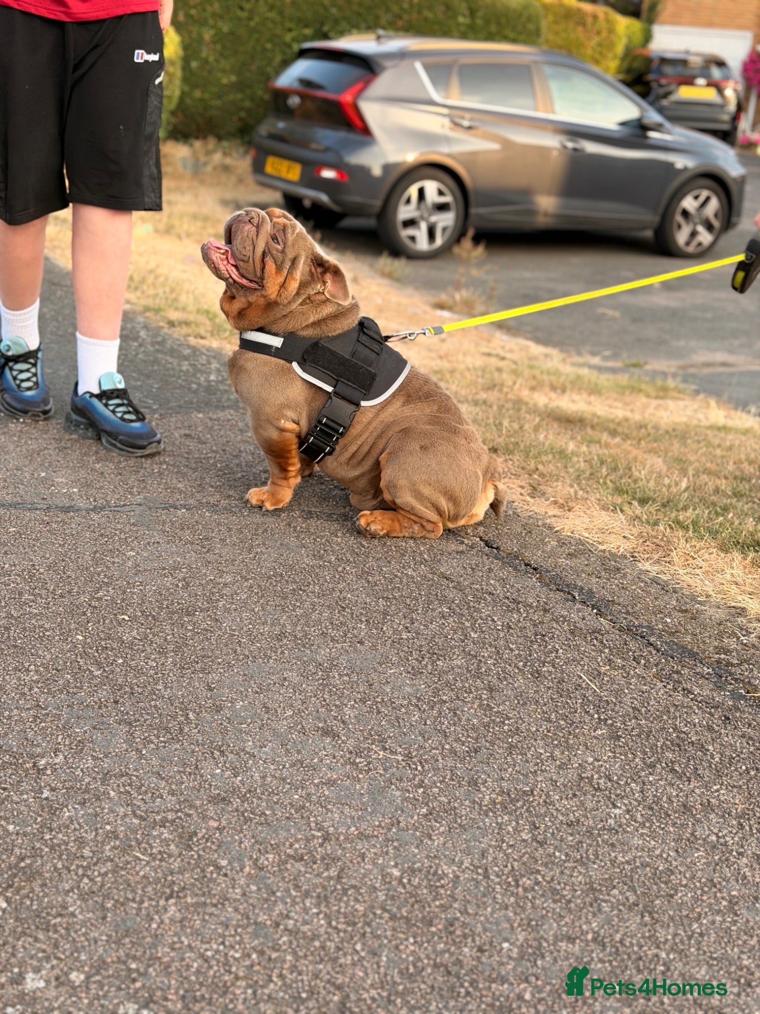 English Bulldog dogs full suited English bulldog stud well proven - Advert 11