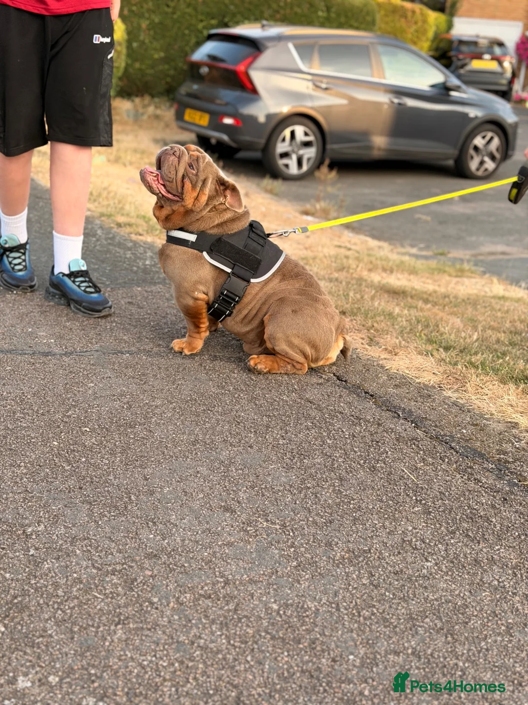 English Bulldog dogs for stud: full suited English bulldog stud well proven - Advert 2
