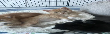 Mixed Breed 1