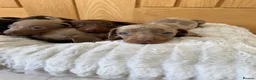 Miniature Dachshund dogs for sale: Miniature dachshund puppies  - Advert 4