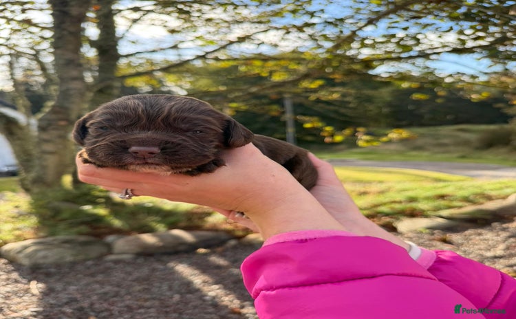 Sprocker dogs - Advert 11