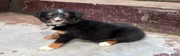 Mixed Breed dogs for sale: Welsh Sheepdog Cross Puppies - Advert 6