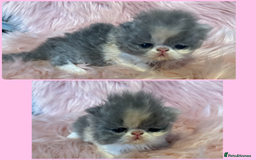 Exotic cats for sale: 🔥GCCF EXOTIC KITTENS READY DECEMBER  **  - Image 12