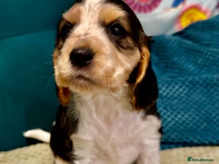 Cocker Spaniel dogs Fantastic Show / Working Cocker Spaniels - Advert 5