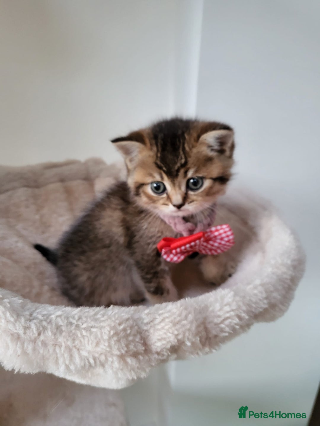 British Shorthair cats for sale:  **  **  **  ** BRITISH SHORTLY **  **  **  **   - Advert 24