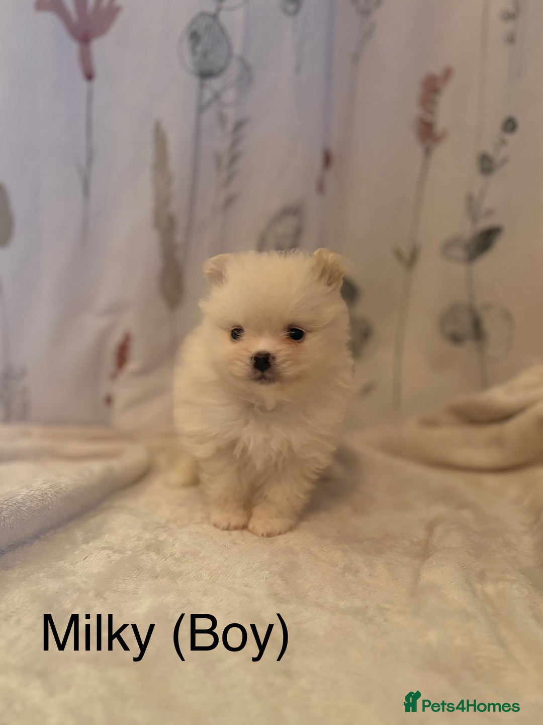 Pomeranian dogs for sale: Pomeranian Pups from Russian/ Chi Tien Champions - Advert 12
