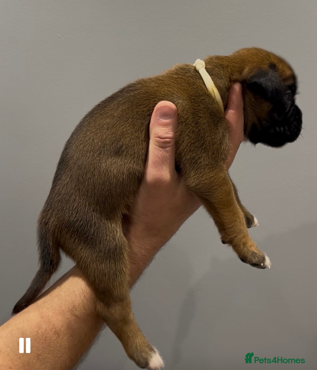 Boxer dogs for sale: 9 Beautiful Boxer Puppies - Pet Only  - Advert 29