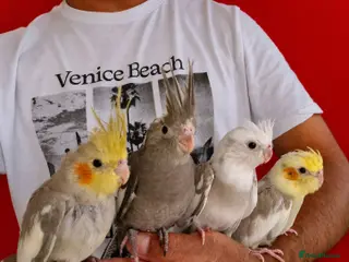 Cockatiels birds Super silly tamed baby cockatiels - Advert 1