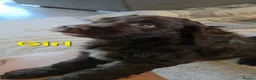 Cockapoo dogs for sale: Beautiful cockapoo puppies   - Advert 27