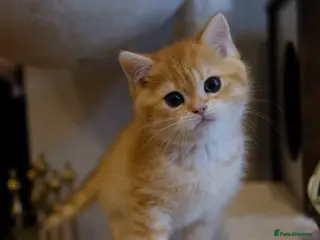 British Shorthair cats BSH Golden boys TICA Reg - Advert 1