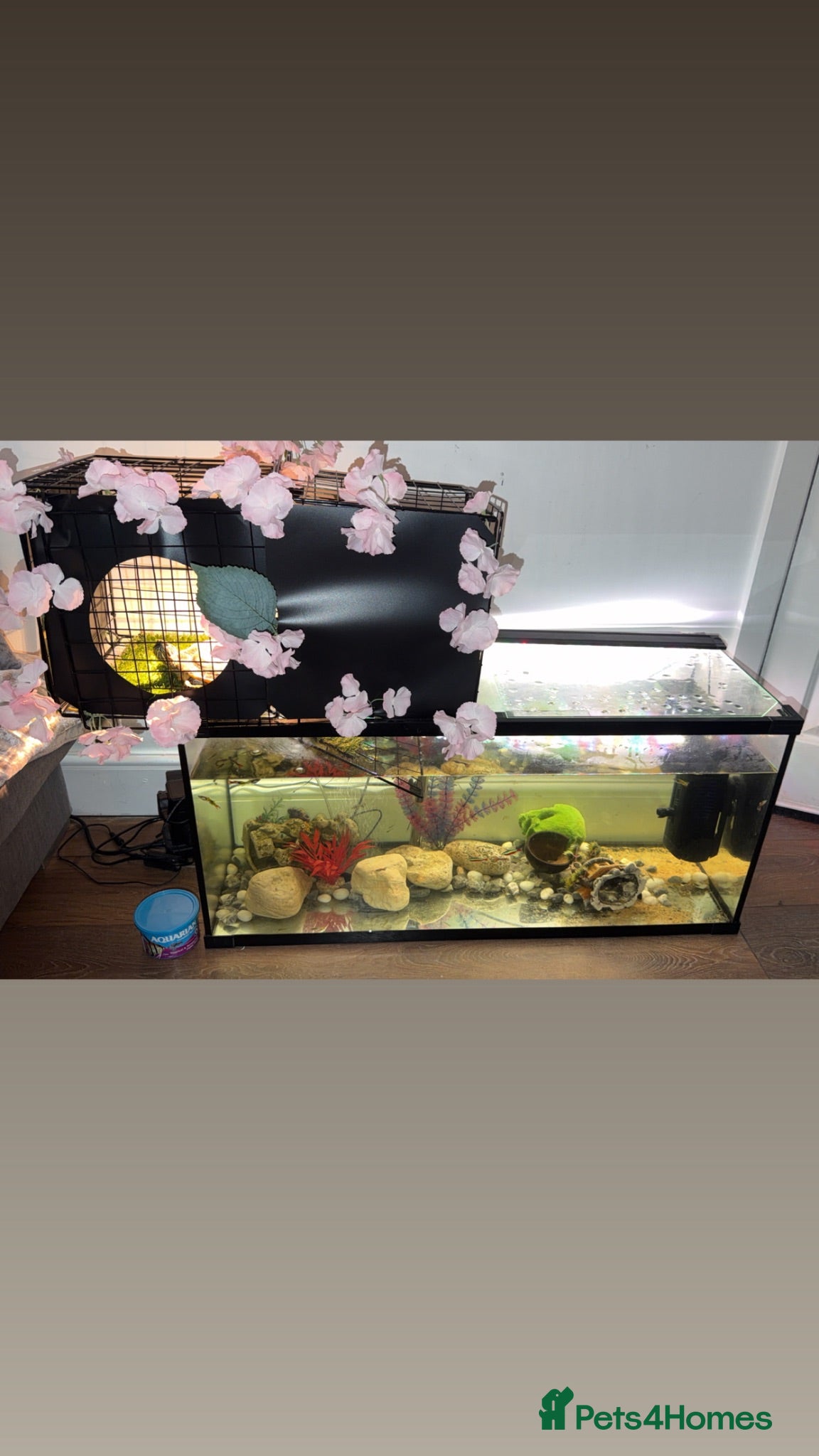 Turtle reptiles Turtle with setup  - Advert 2