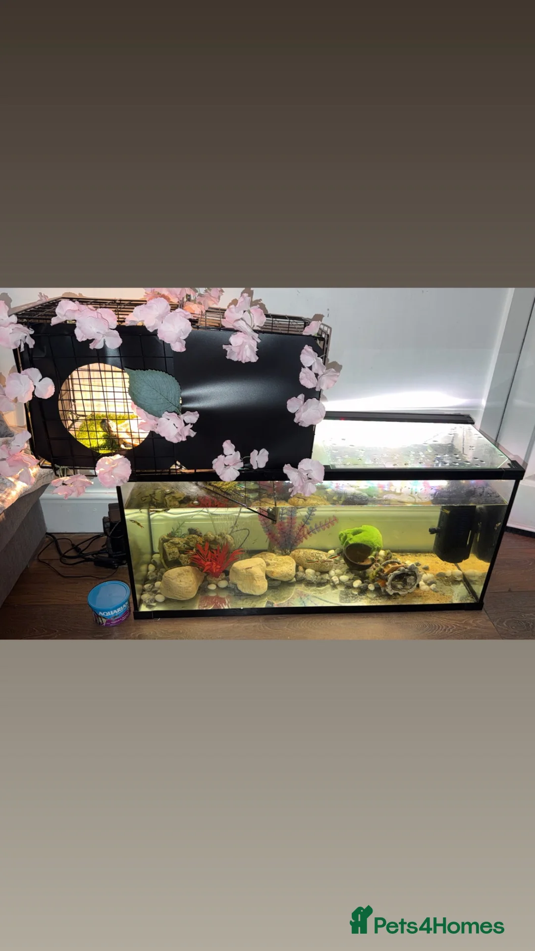 Turtle reptiles for sale: Turtle with setup  - Advert 1