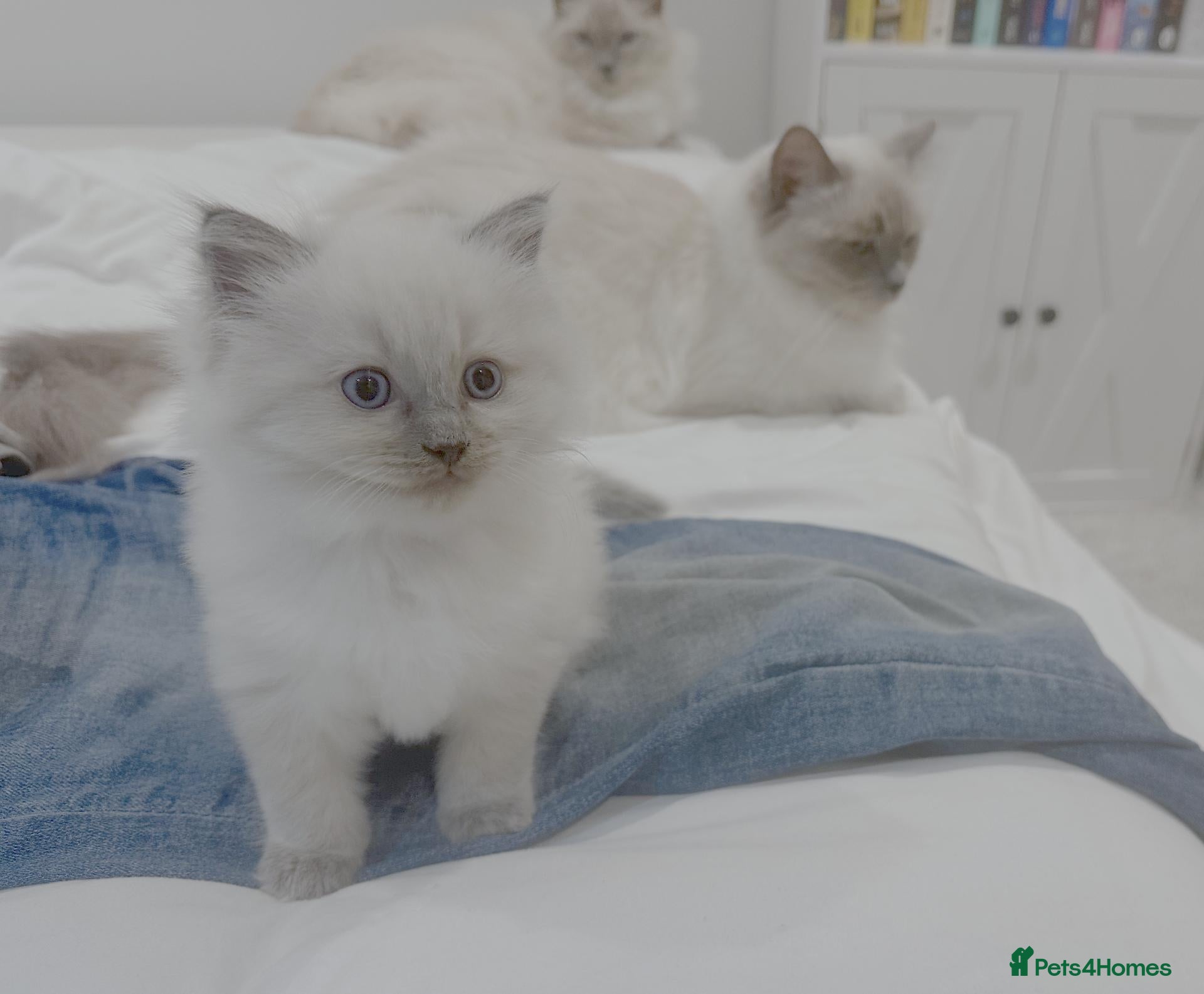 Ragdoll cats Blue point Ragdoll Kitten - Ready to Go - Advert 1