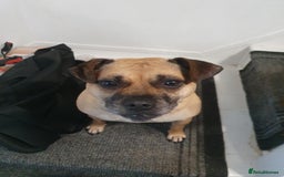 Mixed Breed dogs for sale: Pug cross staff and a bit of rottweiler  - Image 3