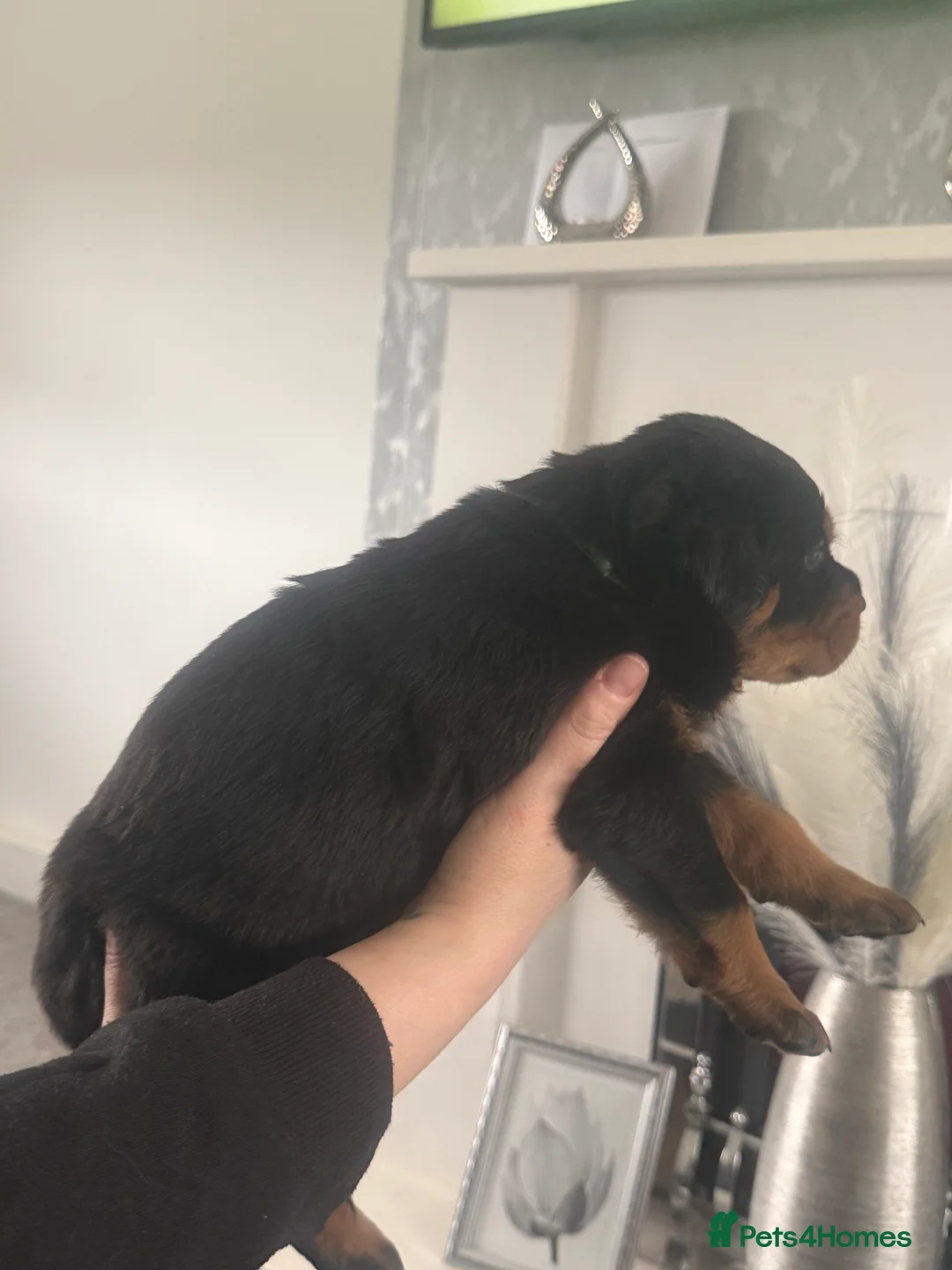 Rottweiler dogs for sale: Rottweiler pups - Advert 40