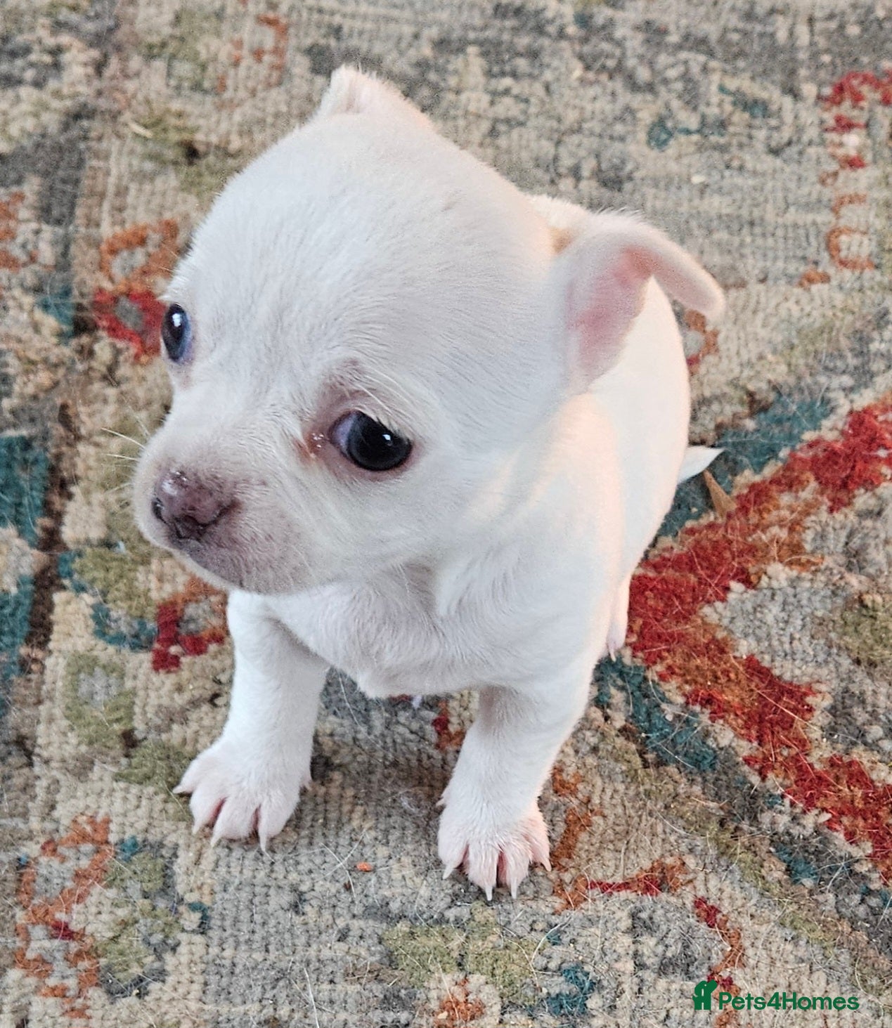 Chihuahua dogs White With Stunning Blue  Eyes Chihuahuas  - Advert 6