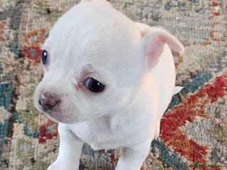 Chihuahua dogs White With Stunning Blue Eyes Chihuahuas - Advert 9