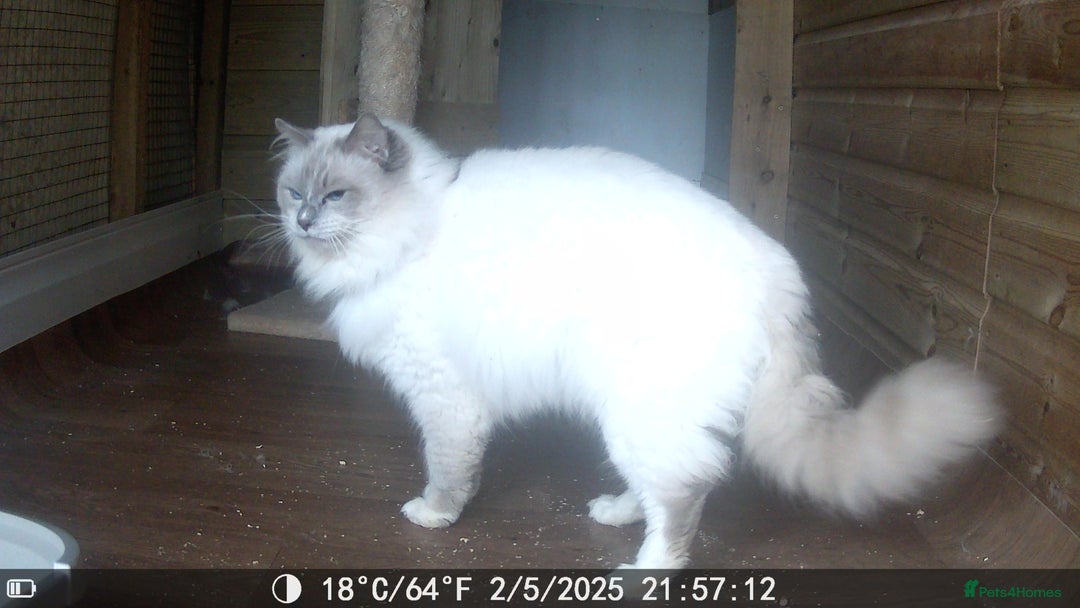 Ragdoll cats for sale: Adult male  ragdoll stud  - Advert 8