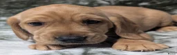 Cockerdor dogs for sale: Stunning Golden Cockerdor puppies  - Advert 13