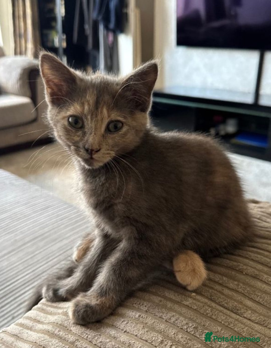 Mixed Breed cats for sale: 2 beautiful girl kittens - Advert 4