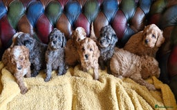 Cavapoo dogs for sale: Gorgeous f1b Cavapoo puppys.Health tested parents  - Image 33